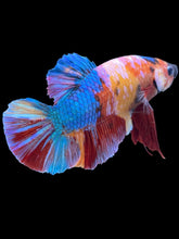 Load image into Gallery viewer, GIANT Male Halfmoon Plakat - Multicolor #495 - Live Betta Fish

