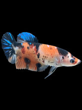 Load image into Gallery viewer, GIANT Female Halfmoon Plakat - Galaxy #506 Live Betta Fish
