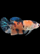 Load image into Gallery viewer, GIANT Female Halfmoon Plakat - Galaxy #506 Live Betta Fish
