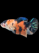 Load image into Gallery viewer, GIANT Female Halfmoon Plakat - Galaxy #506 Live Betta Fish

