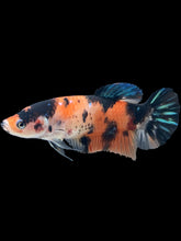 Load image into Gallery viewer, GIANT Female Halfmoon Plakat - Galaxy #506 Live Betta Fish
