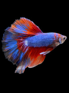 Male Halfmoon - Two Tone #510 - Live Betta Fish