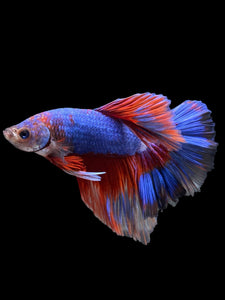 Male Halfmoon - Two Tone #510 - Live Betta Fish