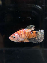 Load image into Gallery viewer, Female Halfmoon Plakat - Candy Copper #520 - Live Betta Fish
