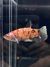 Load image into Gallery viewer, Female Halfmoon Plakat - Candy Copper #520 - Live Betta Fish
