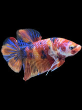 Load image into Gallery viewer, GIANT Male Halfmoon Plakat - Multicolor #521 - Live Betta Fish
