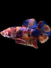 Load image into Gallery viewer, GIANT Male Halfmoon Plakat - Multicolor #521 - Live Betta Fish
