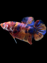 Load image into Gallery viewer, GIANT Male Halfmoon Plakat - Multicolor #521 - Live Betta Fish
