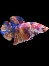 Load image into Gallery viewer, GIANT Male Halfmoon Plakat - Multicolor #521 - Live Betta Fish
