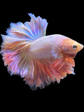 Load image into Gallery viewer, Male Rosetail - Pastel Pink #529 - Live Betta Fish
