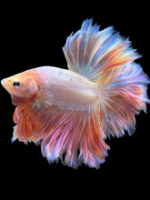 Load image into Gallery viewer, Male Rosetail - Pastel Pink #529 - Live Betta Fish
