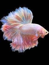 Load image into Gallery viewer, Male Rosetail - Pastel Pink #529 - Live Betta Fish
