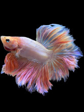 Load image into Gallery viewer, Male Rosetail - Pastel Pink #529 - Live Betta Fish

