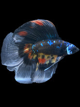 Load image into Gallery viewer, Male Fullmoon - Blue Avatar #530 - Live Betta Fish
