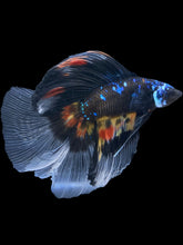 Load image into Gallery viewer, Male Fullmoon - Blue Avatar #530 - Live Betta Fish
