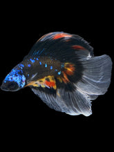Load image into Gallery viewer, Male Fullmoon - Blue Avatar #530 - Live Betta Fish
