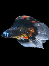 Load image into Gallery viewer, Male Fullmoon - Blue Avatar #530 - Live Betta Fish

