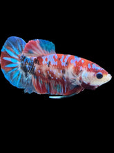 Load image into Gallery viewer, Male Halfmoon Plakat - Red Galaxy #531 - Live Betta Fish
