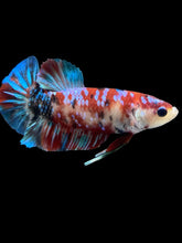 Load image into Gallery viewer, Male Halfmoon Plakat - Red Galaxy #531 - Live Betta Fish
