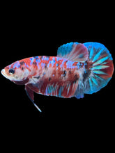 Load image into Gallery viewer, Male Halfmoon Plakat - Red Galaxy #531 - Live Betta Fish
