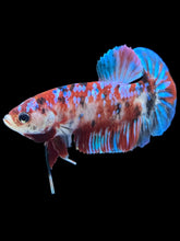 Load image into Gallery viewer, Male Halfmoon Plakat - Red Galaxy #531 - Live Betta Fish
