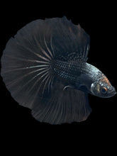 Load image into Gallery viewer, Male Halfmoon - Black Orchid #532 - Live Betta Fish
