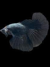 Load image into Gallery viewer, Male Halfmoon - Black Orchid #532 - Live Betta Fish
