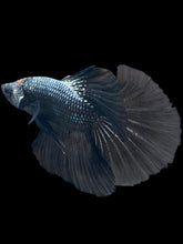 Load image into Gallery viewer, Male Halfmoon - Black Orchid #532 - Live Betta Fish
