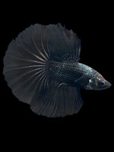 Load image into Gallery viewer, Male Halfmoon - Black Orchid #532 - Live Betta Fish
