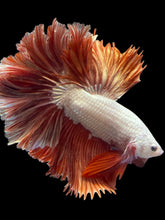 Load image into Gallery viewer, Male Rosetail - Rose gold #533 - Live Betta Fish
