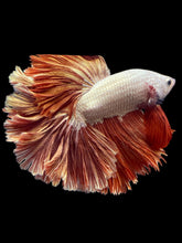 Load image into Gallery viewer, Male Rosetail - Rose gold #533 - Live Betta Fish
