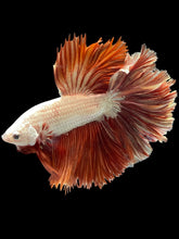 Load image into Gallery viewer, Male Rosetail - Rose gold #533 - Live Betta Fish
