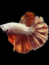 Load image into Gallery viewer, Male Rosetail - Rose gold #533 - Live Betta Fish
