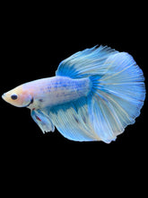 Load image into Gallery viewer, Male Halfmoon - Blue Aqua #535 - Live Betta Fish
