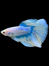 Load image into Gallery viewer, Male Halfmoon - Blue Aqua #535 - Live Betta Fish
