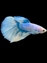 Load image into Gallery viewer, Male Halfmoon - Blue Aqua #535 - Live Betta Fish
