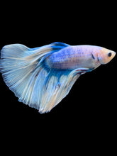 Load image into Gallery viewer, Male Halfmoon - Blue Aqua #535 - Live Betta Fish
