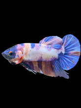 Load image into Gallery viewer, GIANT Male Halfmoon Plakat - Candy Purple #536 - Live Betta Fish
