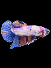 Load image into Gallery viewer, GIANT Male Halfmoon Plakat - Candy Purple #536 - Live Betta Fish
