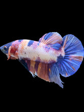 Load image into Gallery viewer, GIANT Male Halfmoon Plakat - Candy Purple #536 - Live Betta Fish

