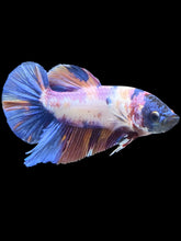 Load image into Gallery viewer, GIANT Male Halfmoon Plakat - Candy Purple #536 - Live Betta Fish
