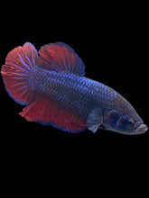 Load image into Gallery viewer, GIANT Male Halfmoon Plakat - Fancy Dragon #539 - Live Betta Fish
