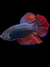 Load image into Gallery viewer, GIANT Male Halfmoon Plakat - Fancy Dragon #539 - Live Betta Fish
