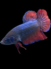 Load image into Gallery viewer, GIANT Male Halfmoon Plakat - Fancy Dragon #539 - Live Betta Fish
