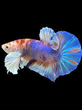 Load image into Gallery viewer, Male Halfmoon Plakat - Candy Dumbo #541 - Live Betta Fish

