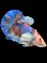 Load image into Gallery viewer, Male Halfmoon Plakat - Candy Dumbo #541 - Live Betta Fish
