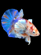 Load image into Gallery viewer, Male Halfmoon Plakat - Candy Dumbo #541 - Live Betta Fish
