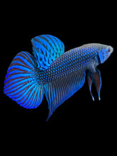 Load image into Gallery viewer, Male Splenden - Blue #543 - Live Betta Fish
