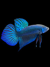 Load image into Gallery viewer, Male Splenden - Blue #543 - Live Betta Fish
