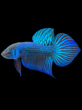 Load image into Gallery viewer, Male Splenden - Blue #543 - Live Betta Fish

